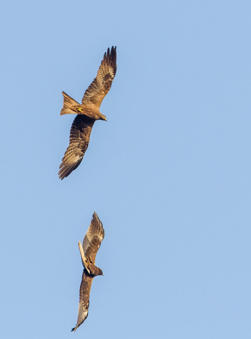 Flying Fighters - Black Kite and Booted Eagle