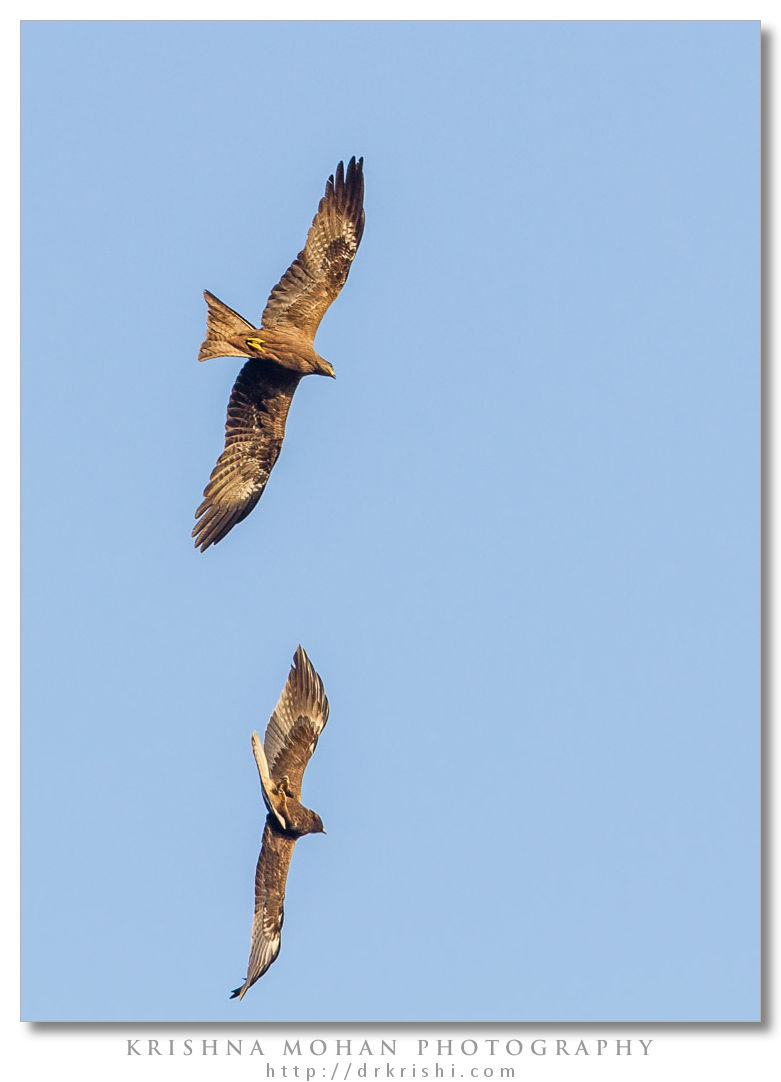 Flying Fighters - Black Kite and Booted Eagle