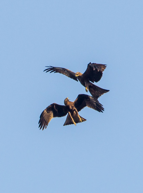 Flying Fighters - Black Kite and Booted Eagle