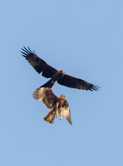 Flying Fighters - Black Kite and Booted Eagle