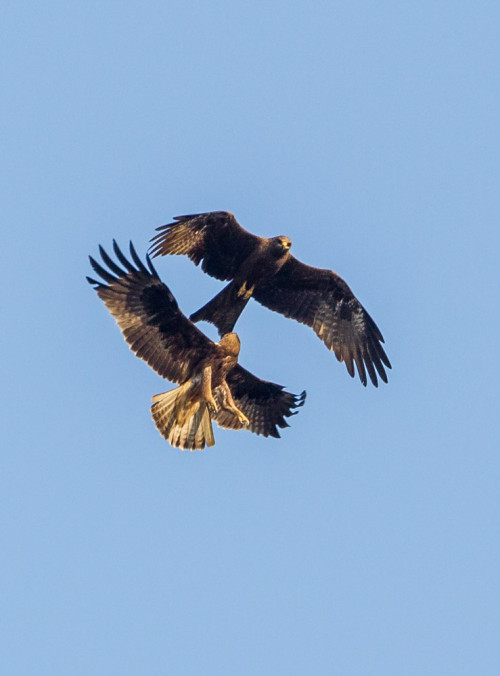 Flying Fighters - Black Kite and Booted Eagle