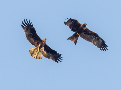 Flying Fighters - Black Kite and Booted Eagle