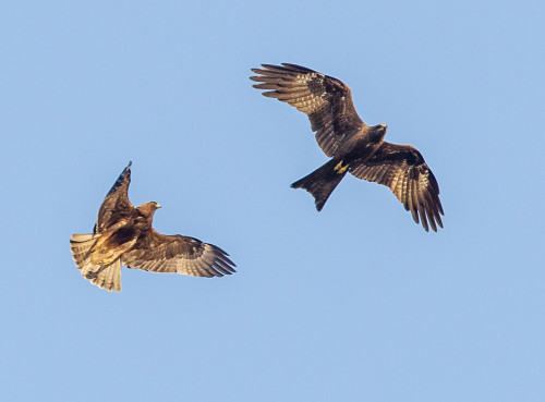 Flying Fighters - Black Kite and Booted Eagle