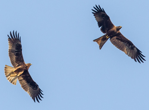 Flying Fighters - Black Kite and Booted Eagle