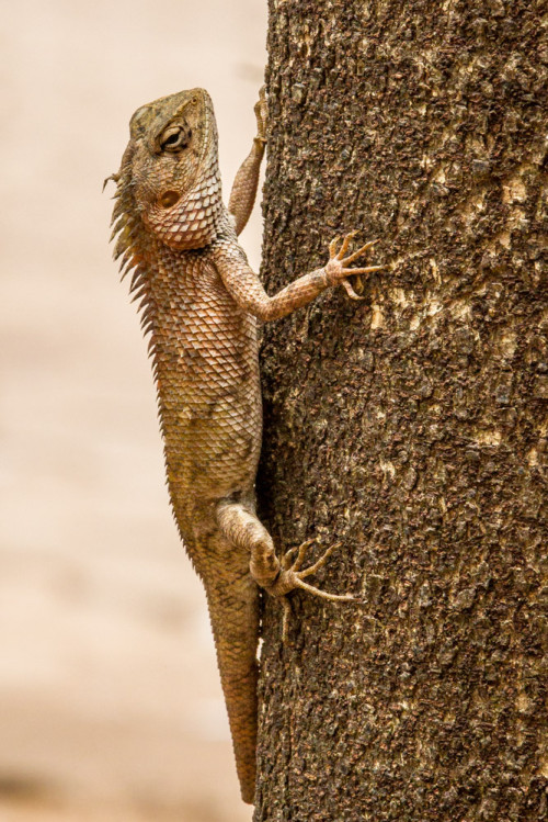 Oriental Garden Lizard