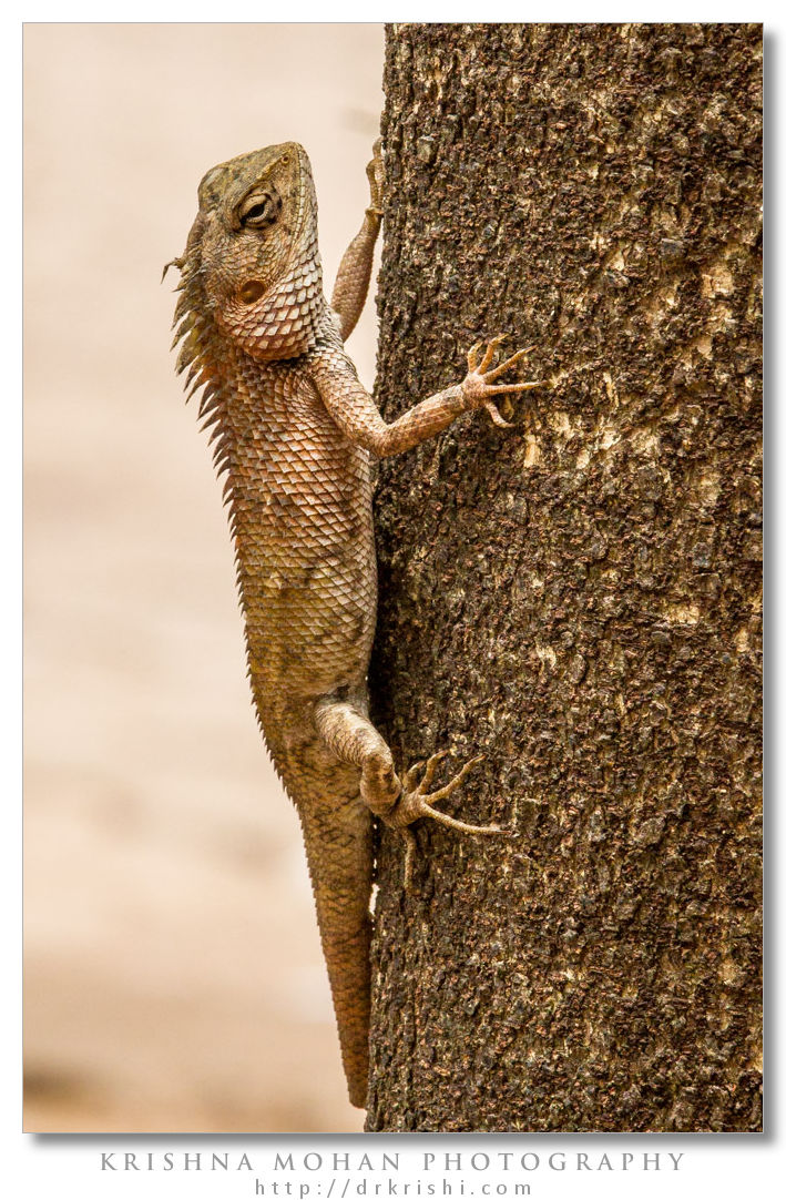 Oriental Garden Lizard