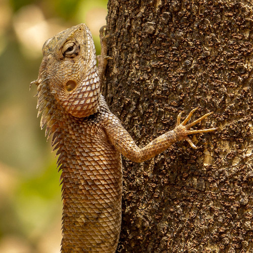 Oriental Garden Lizard