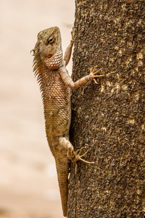 Oriental Garden Lizard