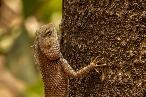 Oriental Garden Lizard