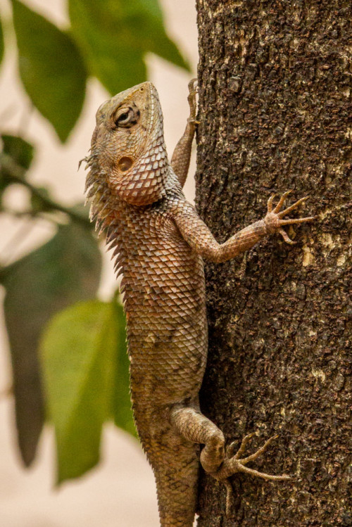 Oriental Garden Lizard