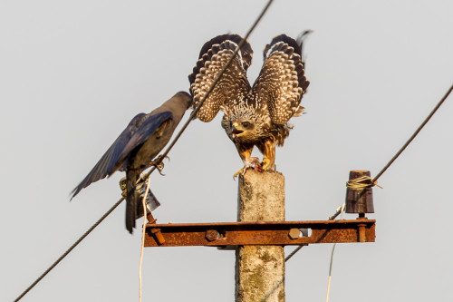 Small Indian Kite (Milvus migrans govinda)