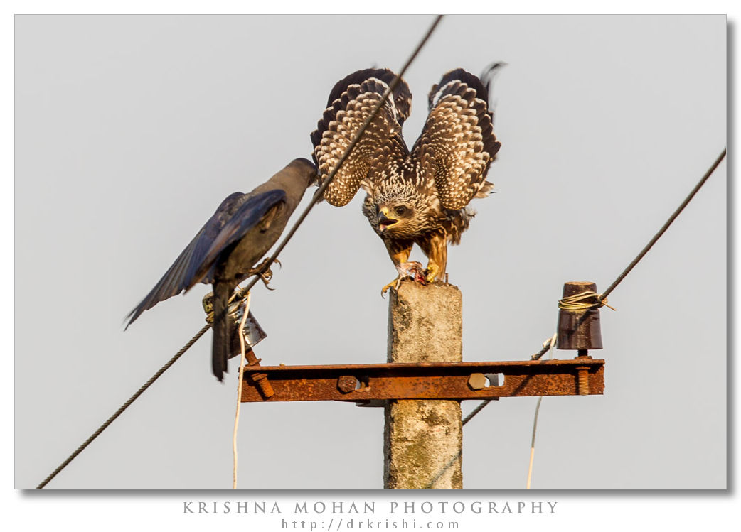 Small Indian Kite (Milvus migrans govinda)