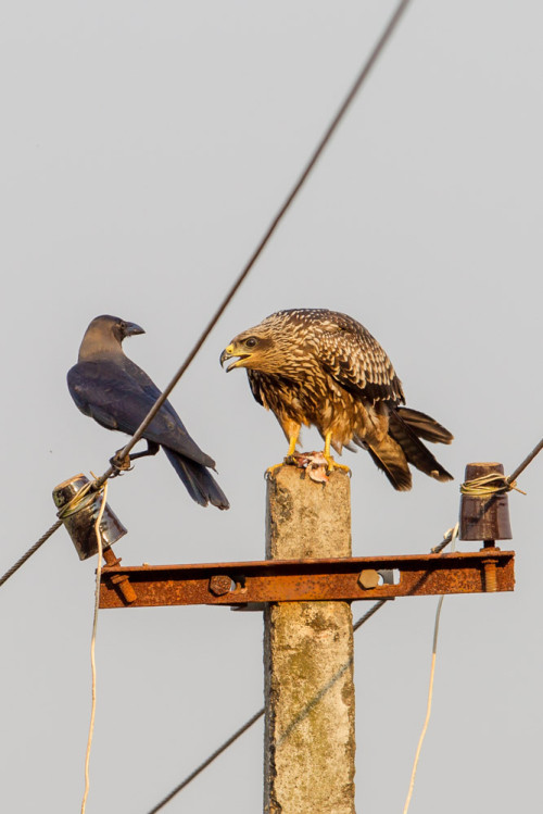 Small Indian Kite (Milvus migrans govinda)