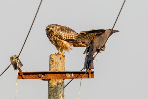 Small Indian Kite (Milvus migrans govinda)