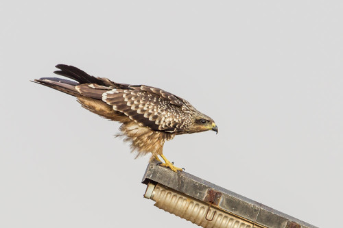 Small Indian Kite (Milvus migrans govinda)