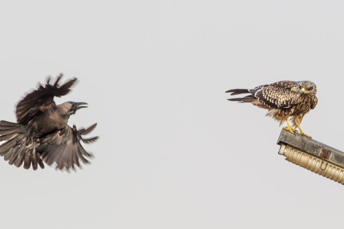 Small Indian Kite (Milvus migrans govinda)