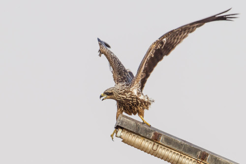 Small Indian Kite (Milvus migrans govinda)