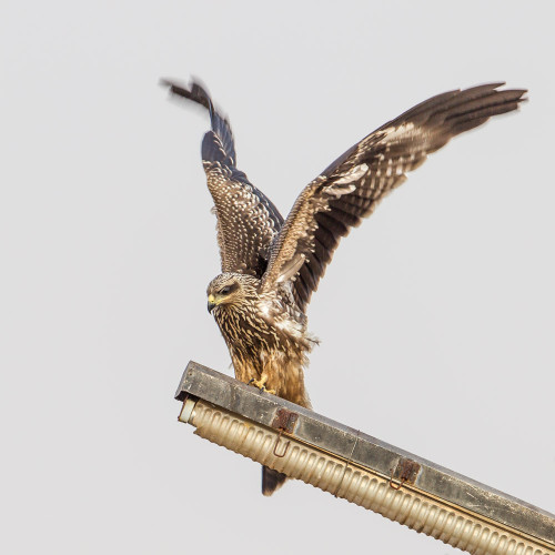 Small Indian Kite (Milvus migrans govinda)