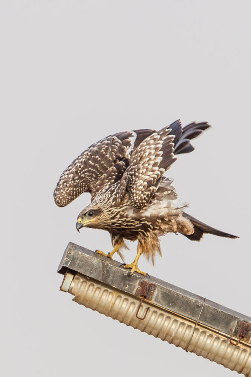 Small Indian Kite (Milvus migrans govinda)