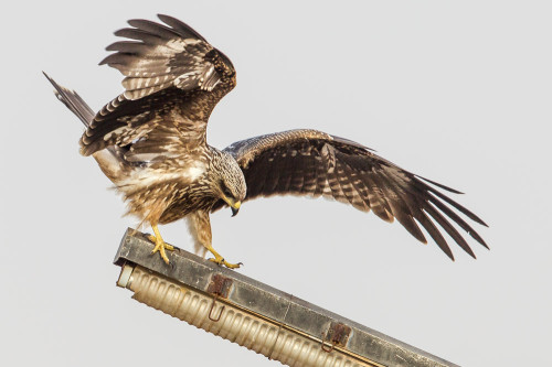 Small Indian Kite (Milvus migrans govinda)