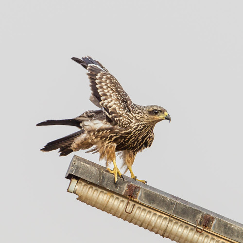 Small Indian Kite (Milvus migrans govinda)