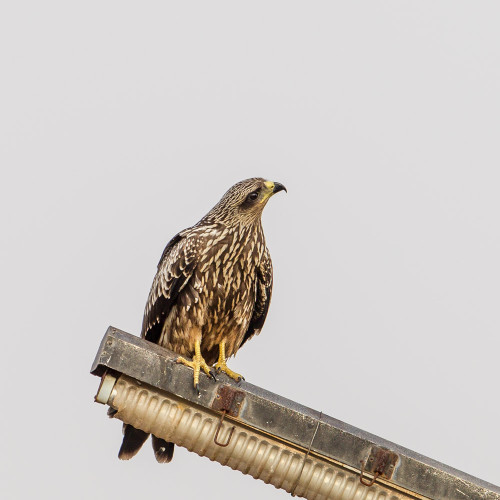 Small Indian Kite (Milvus migrans govinda)