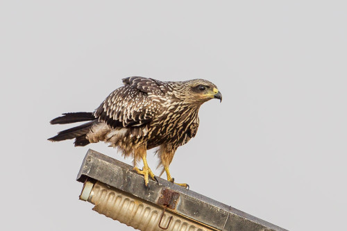 Small Indian Kite (Milvus migrans govinda)