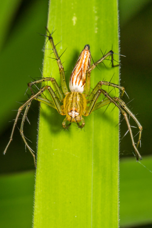 Lynx Spider, Oxyopes species