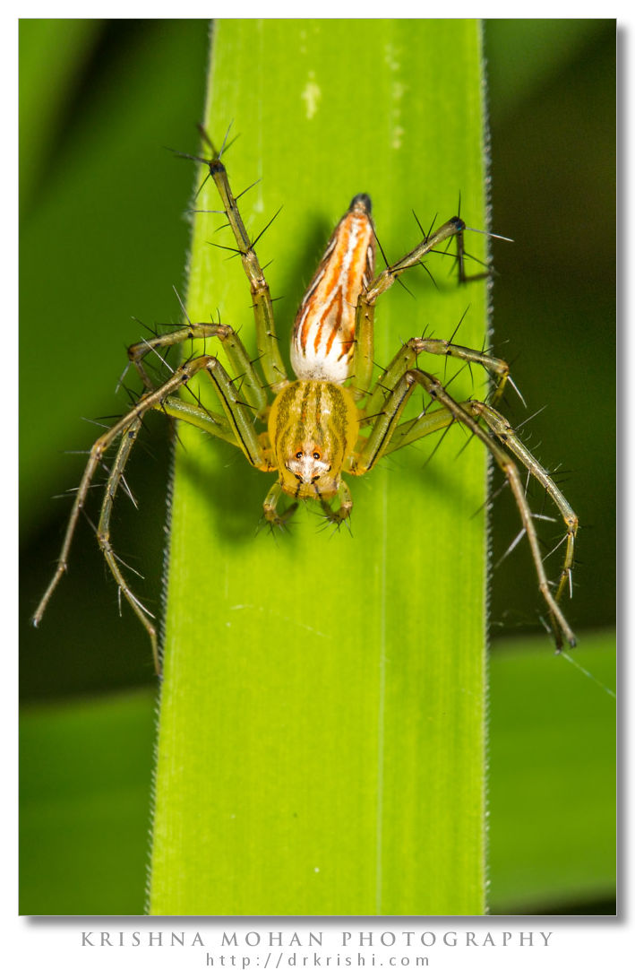 Lynx Spider, Oxyopes species