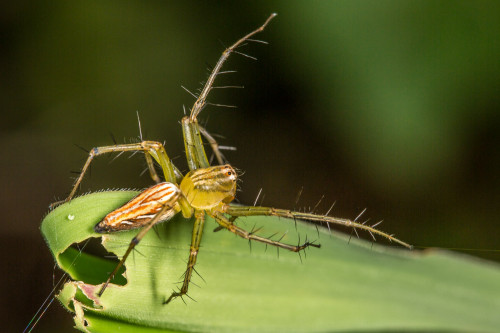 Lynx Spider, Oxyopes species