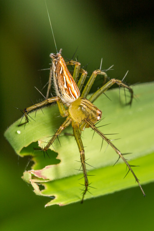 Lynx Spider, Oxyopes species