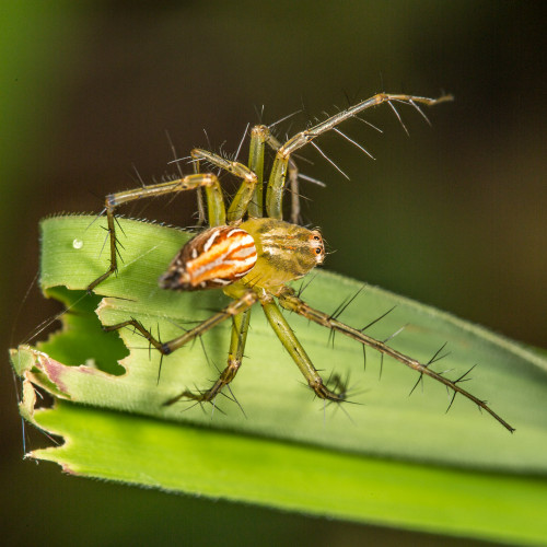 Lynx Spider, Oxyopes species