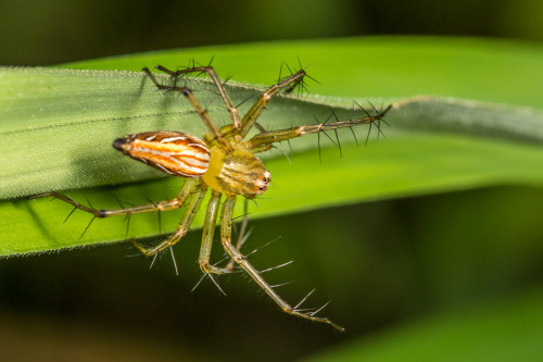 Lynx Spider, Oxyopes species