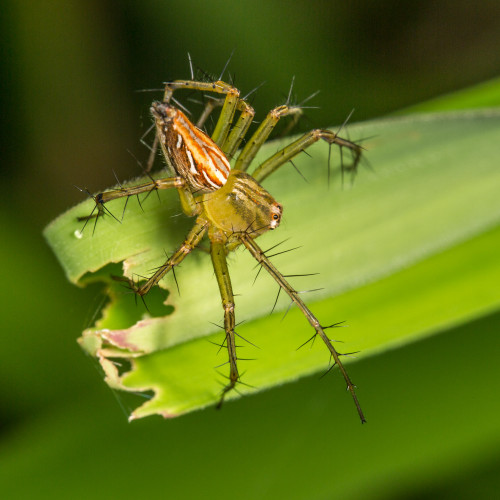 Lynx Spider, Oxyopes species