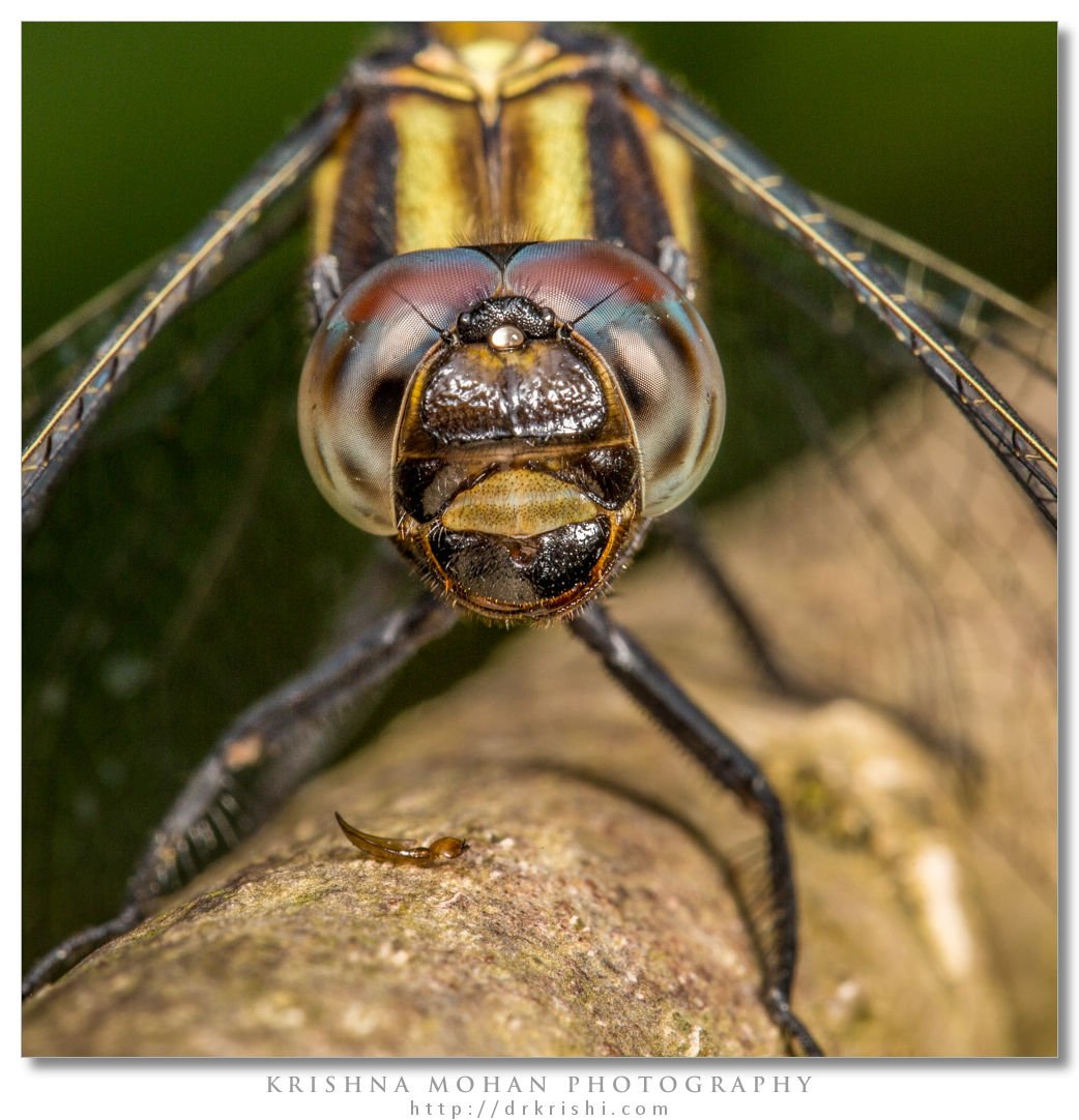 Female Trithemis Dragonfly