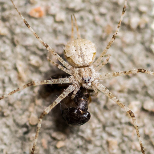 Hersilia Species shot using Olympus OM-D E-M5 with Canon Macro Lens