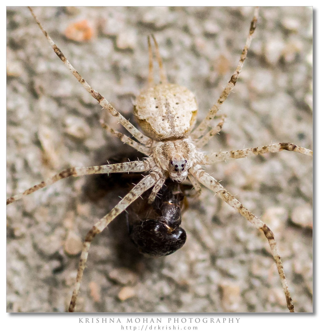 Hersilia Species shot using Olympus OM-D E-M5 with Canon Macro Lens