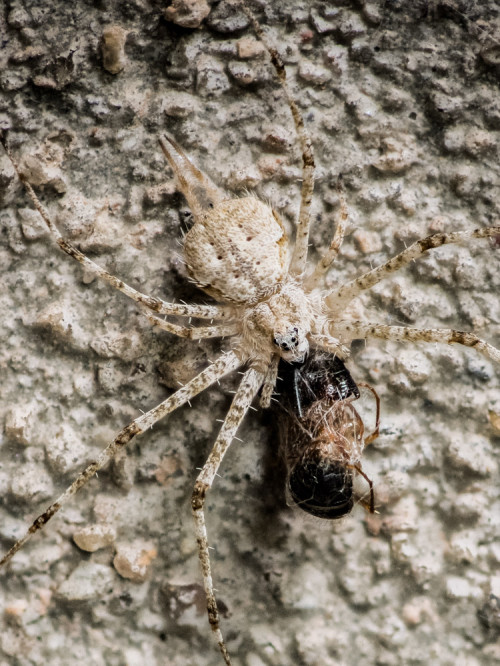 Hersilia Species Focus Stacked using Olympus OM-D E-M5 with Canon Macro Lens