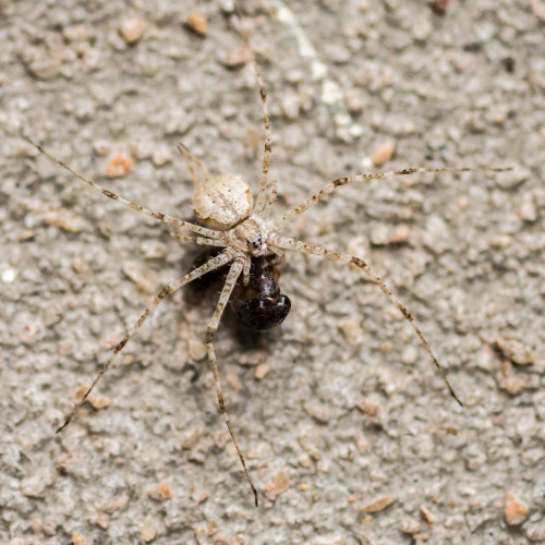 Hersilia Species shot using Olympus OM-D E-M5 with Canon Macro Lens