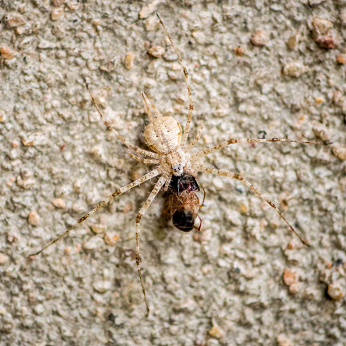 Hersilia Species shot using Olympus OM-D E-M5 with Canon Macro Lens