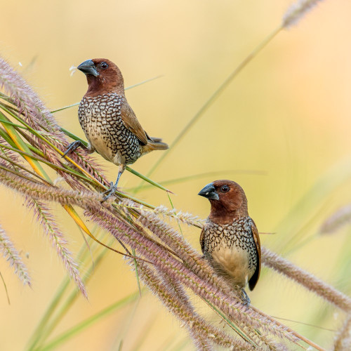 Scaly-breasted Munia