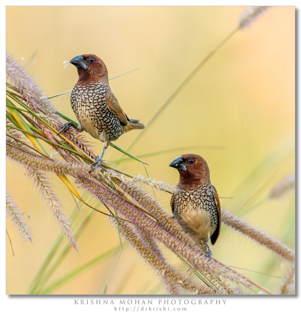 Scaly-breasted Munia