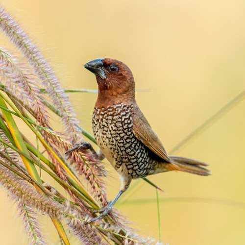 Scaly-breasted Munia