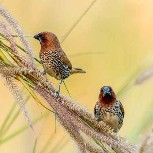 Scaly-breasted Munia