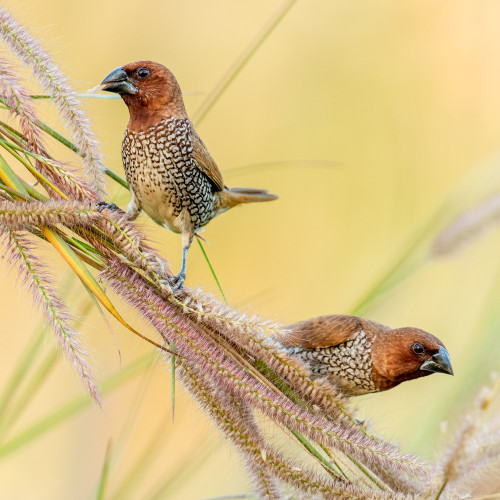 Scaly-breasted Munia