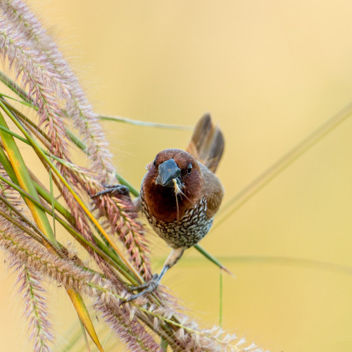 Scaly-breasted Munia