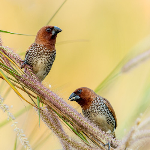 Scaly-breasted Munia