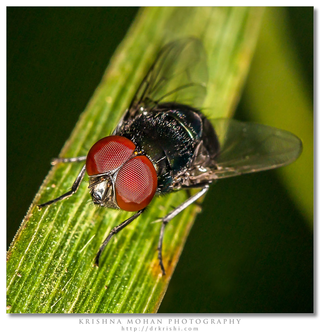 Calliphoridae - Blow Fly