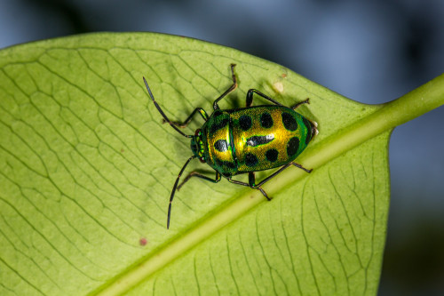 Green Jewel Bug - Chrysocoris sp.