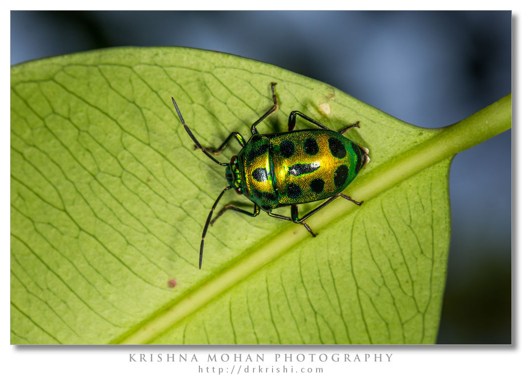 Green Jewel Bug - Chrysocoris sp.